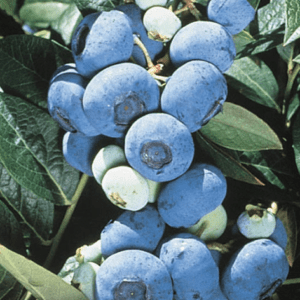 Close-up of ripe blueberries on the bush with green leaves.